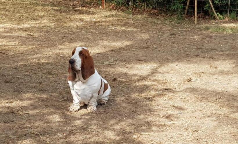 צימר Alle Zagare