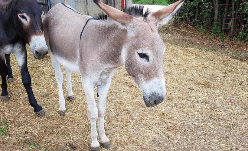 צימר Alle Zagare