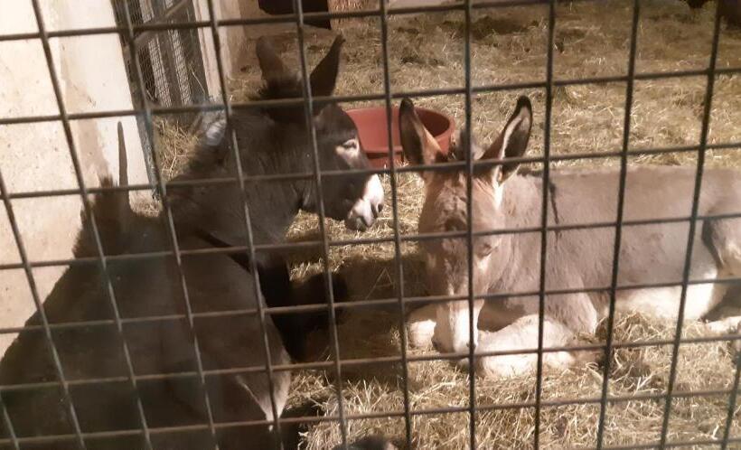 צימר Alle Zagare