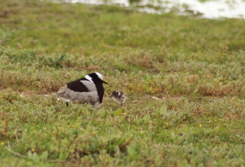 Bed and Breakfast Tortoise Trail Lodge