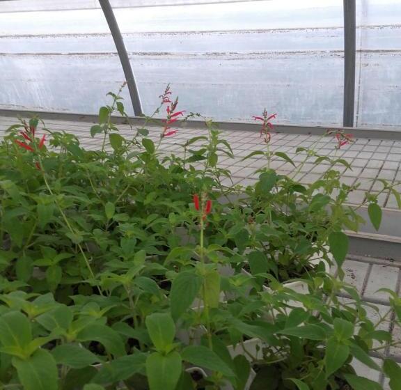 ホテル Agriturismo Alla Mal Parata