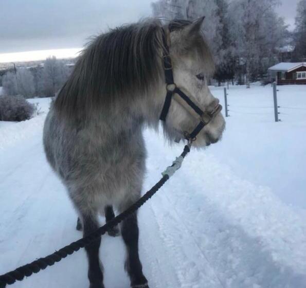 فندق Det Gamla Panget