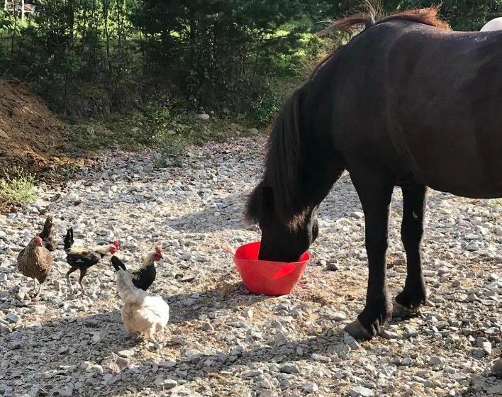 فندق Det Gamla Panget