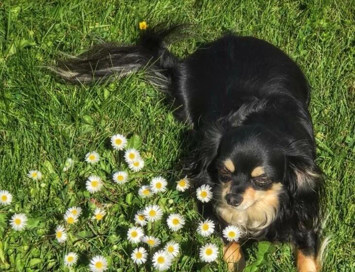 فندق Det Gamla Panget