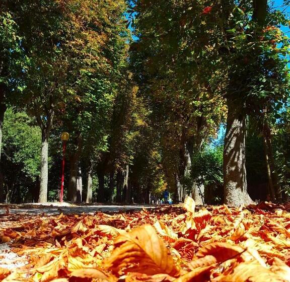 تختخواب و صبحانه Il Gabbiano Giallo