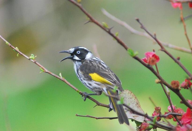 בית מלון כפרי Back Valley Farmstay Bed And Breakfast