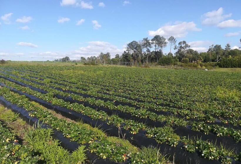 ホテル Country Club   Sto Estevao