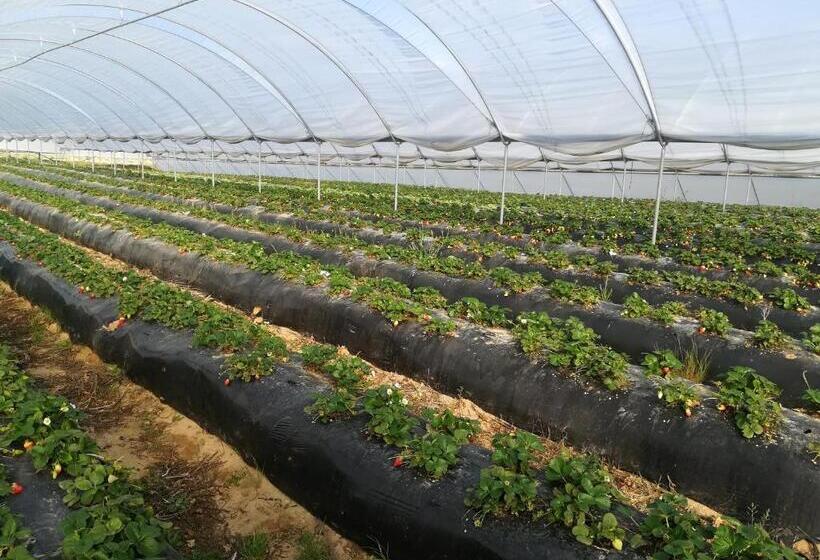 ホテル Country Club   Sto Estevao