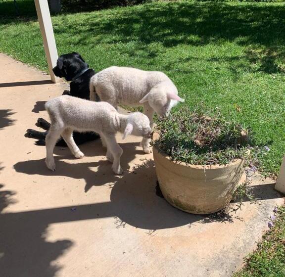 Amazing Views Pet Friendly Bed And Breakfast