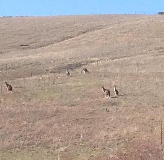 Amazing Views Pet Friendly Bed And Breakfast