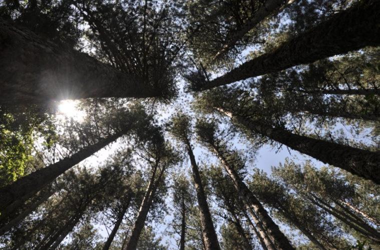 تختخواب و صبحانه La Casa Di Chiaretta