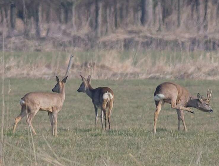 Bed & Breakfast De Neust