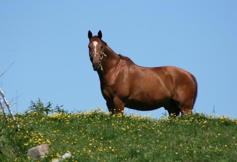 בית מלון כפרי Borängs Gård