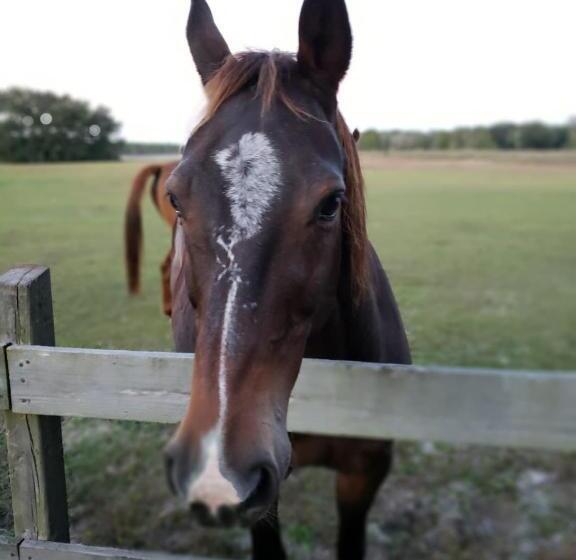 فندق Kokomo Farms