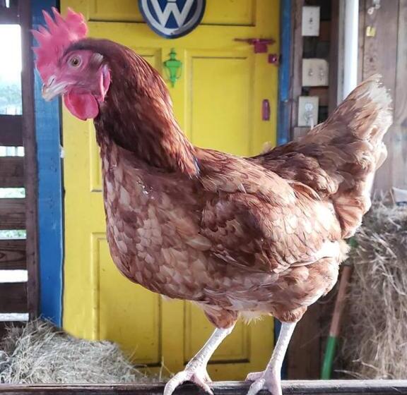 فندق Kokomo Farms