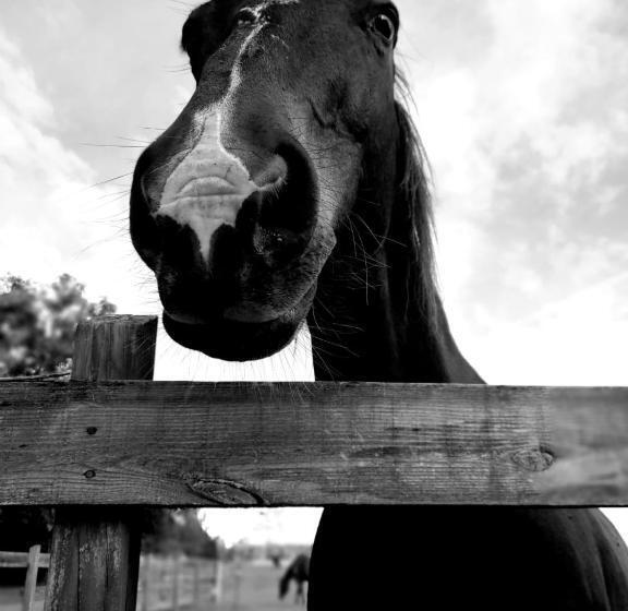 فندق Kokomo Farms