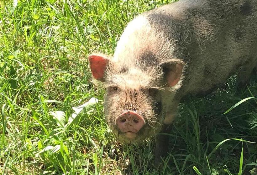 酒店 Wagnermoosgut