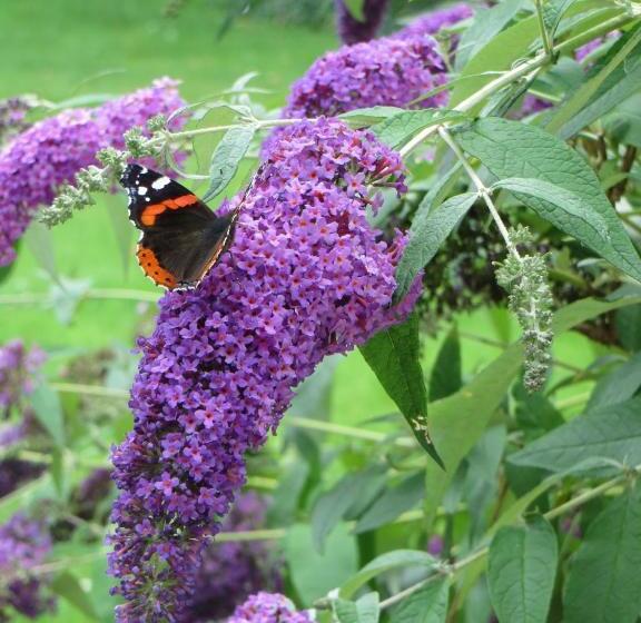 بنسيون Villa Auszeit