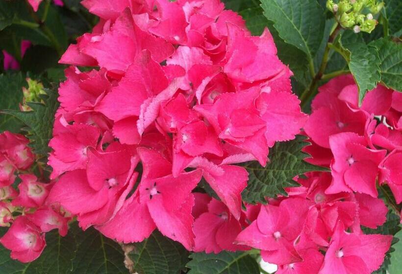 مبيت وإفطار The Brown Hen Guest Accommodation