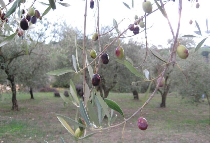 B&b Pibitzoi