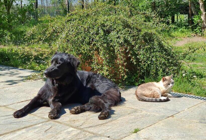 مبيت وإفطار Il Casolare Del Medio Olona