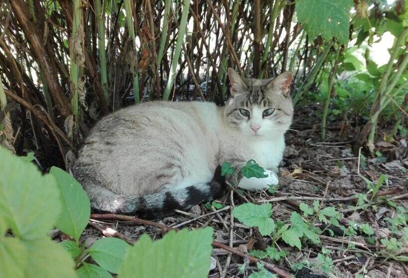 مبيت وإفطار Il Casolare Del Medio Olona