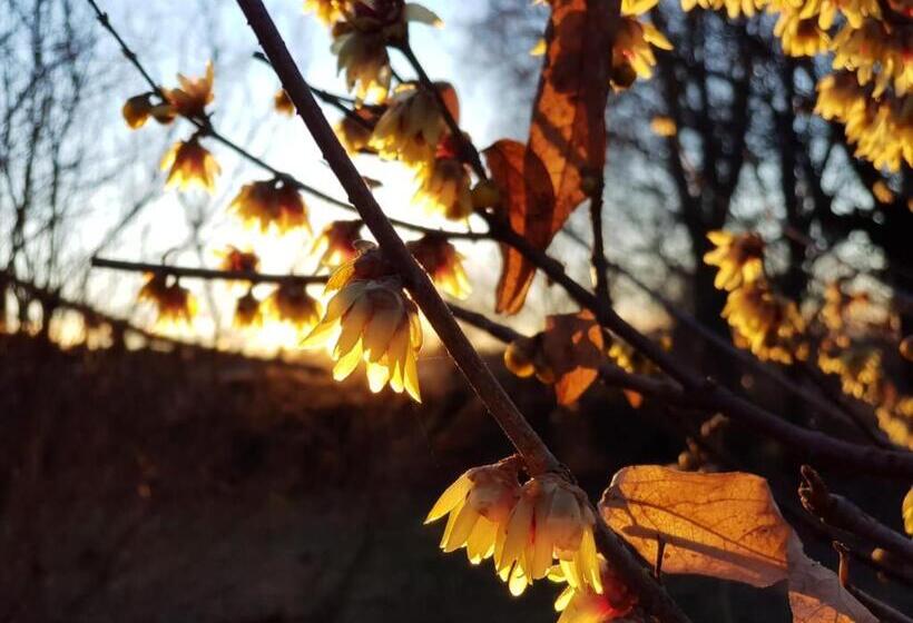 مبيت وإفطار Il Casolare Del Medio Olona