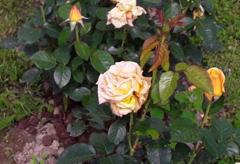 ベッドアンドブレックファースト La Roulotte De L Ami Nature