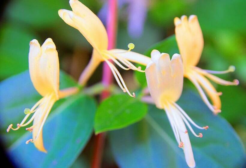 Bed and Breakfast Le Magnolia