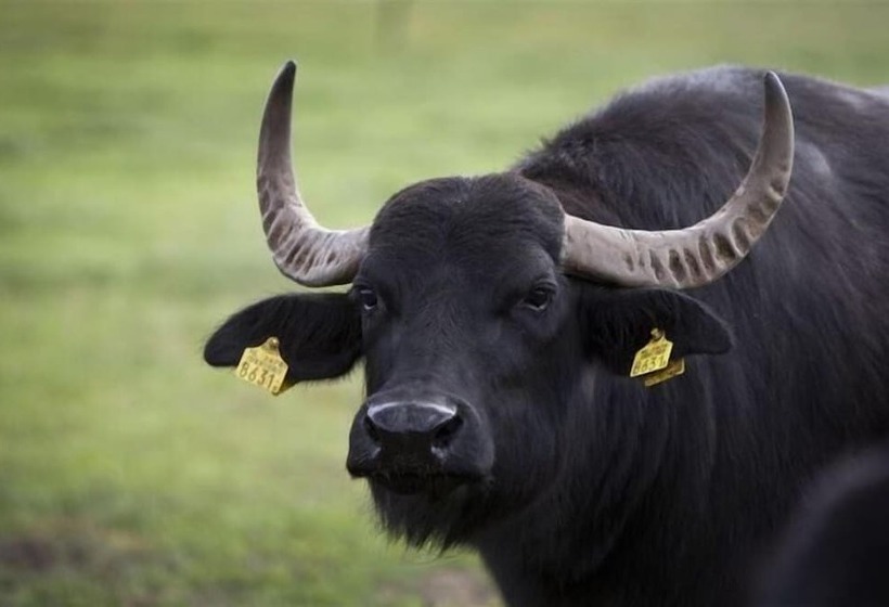 Gasterij Hotel Dennenoord