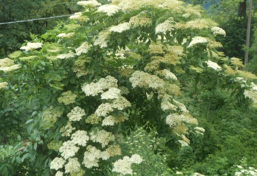 酒店 Agriturismo La Casa Nei Boschi