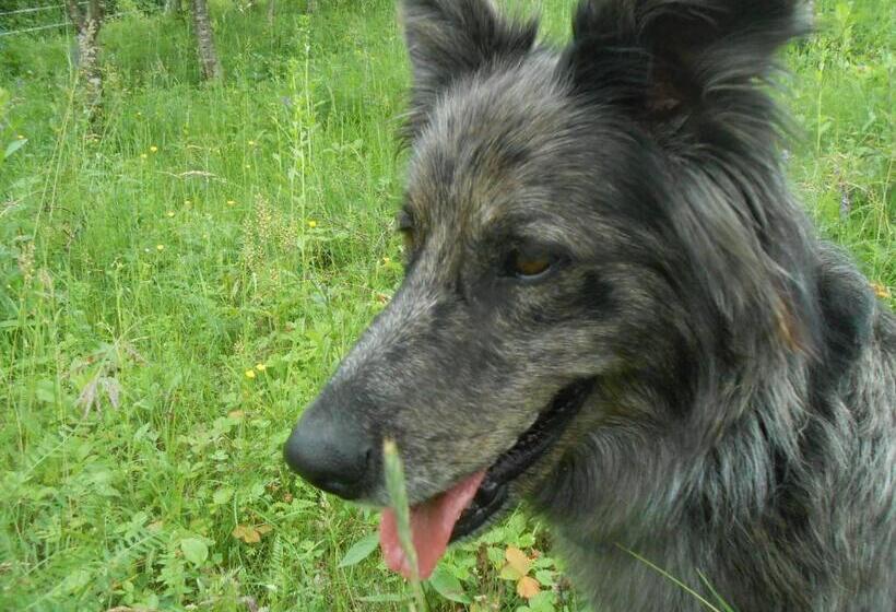 酒店 Agriturismo La Casa Nei Boschi