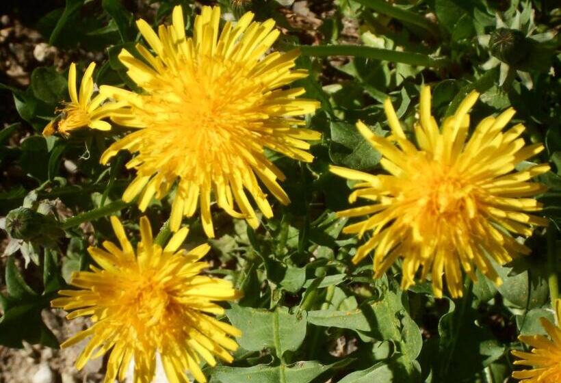 酒店 Agriturismo La Casa Nei Boschi