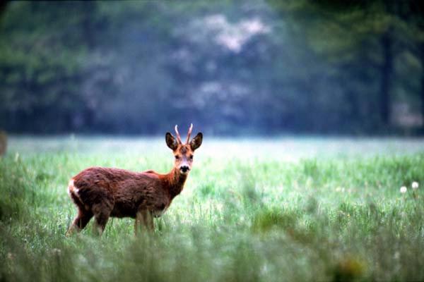 Gasterij Hotel Dennenoord