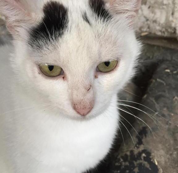 פנסיון Dósa Tanya, Vendégház