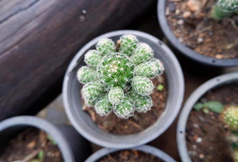 Курорт Baan Maikhiangphu Wang Nam Khiao