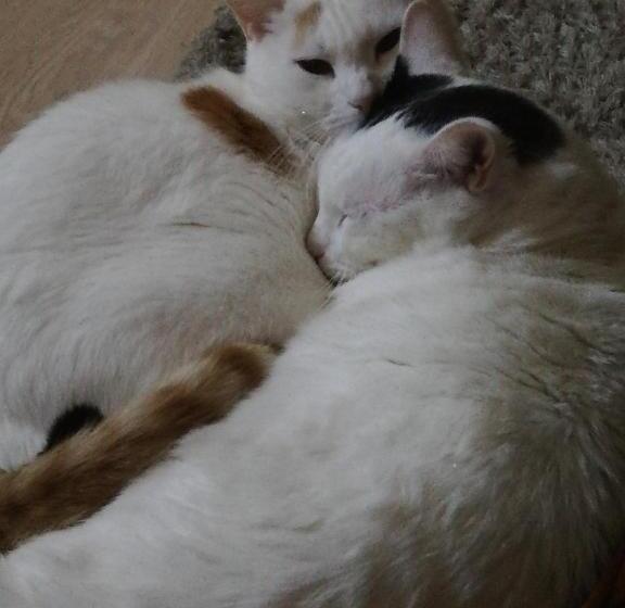 住宿加早餐 My Little Garden