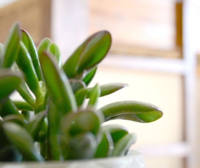 צימר Pension Almhof Baumgarten