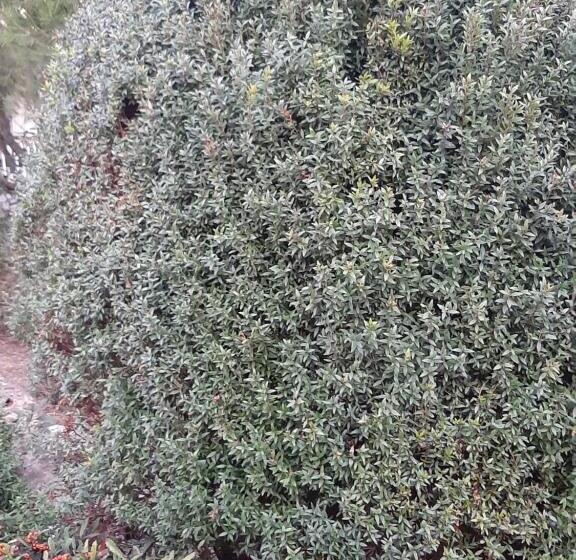 צימר The Orange Groove