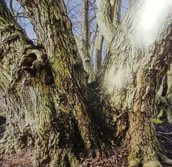 צימר Zur Alten Eiche