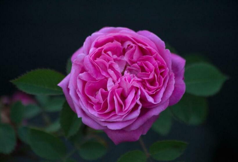 Пансион Casa Namaste