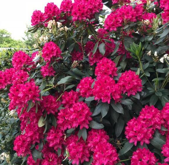 ペンション Gästehaus Steinmann Großes Gästezimmer