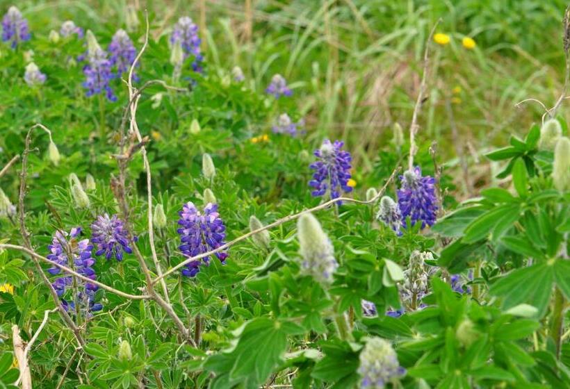 مبيت وإفطار Homerhome