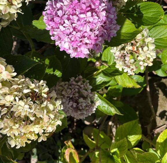 צימר L Antico Gelso