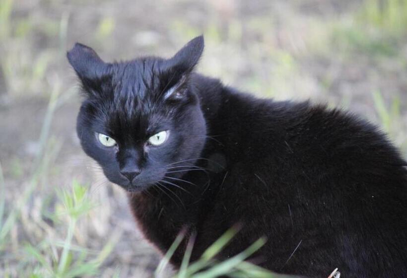 צימר La Casa Dei Gatti