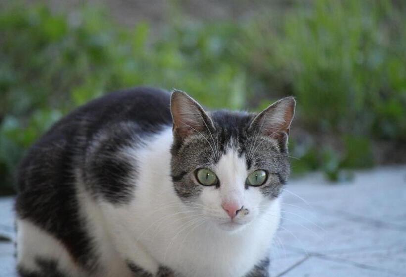 צימר La Casa Dei Gatti