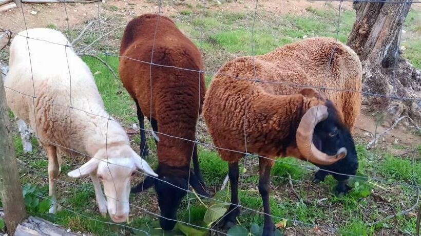 پانسیون Adore Portugal Lousã Casa Rural 2 Suites