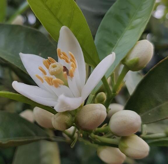 פנסיון L Agrumeto Segreto