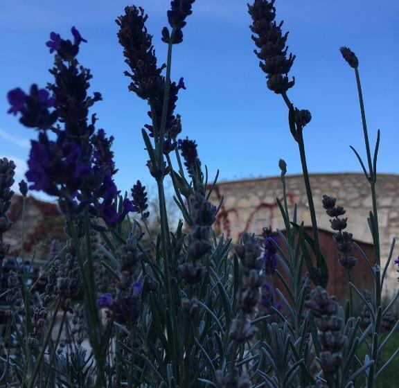 펜션 Provinum Borászat és Vendégház