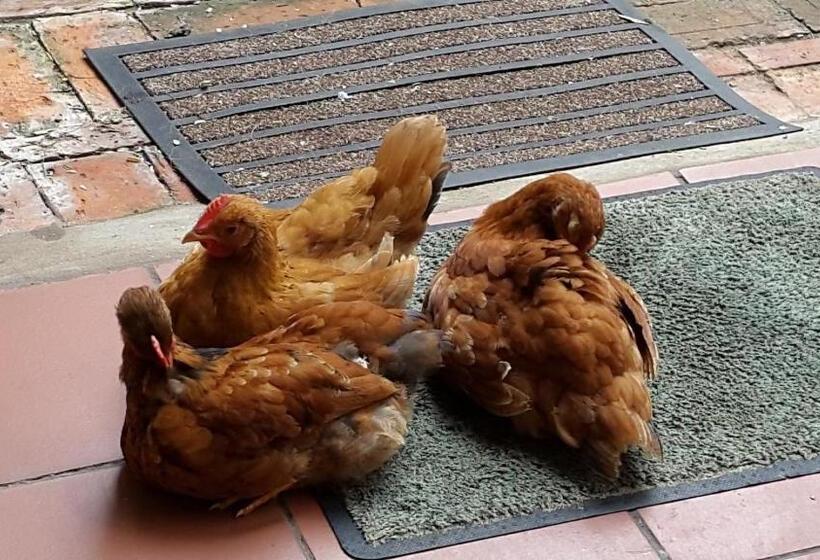 פנסיון Voelroepersfontein